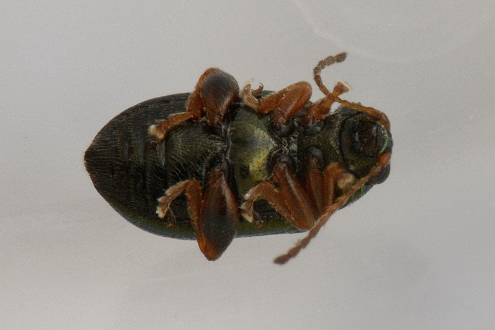 Chrysomelidae:  Crepidodera cfr. fulvicornis
